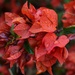Rusty red bougainvillea by sandlily