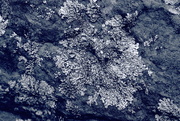 16th Jan 2023 - blue lichen