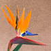 Bird of Paradise by ososki