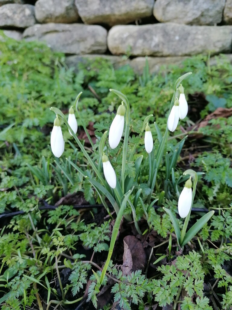 First snowdrops by toucantalk