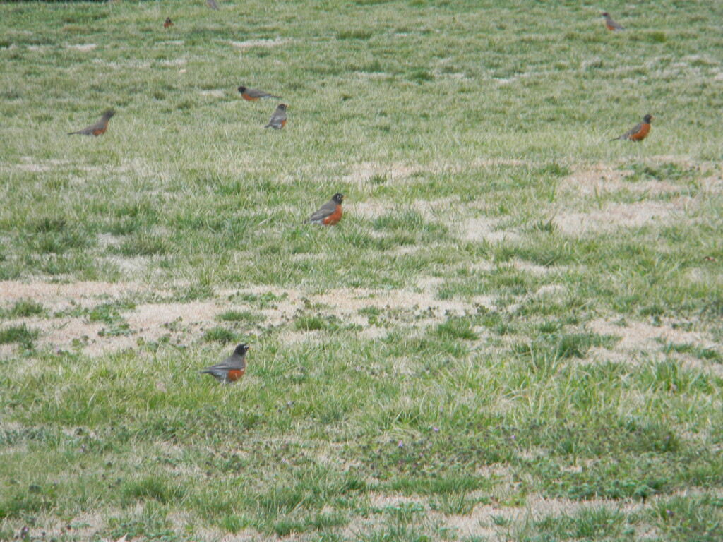 Robins in Field  by sfeldphotos