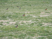 16th Jan 2023 - Robins in Field 