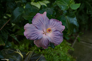 16th Jan 2023 - Purple hibiscus