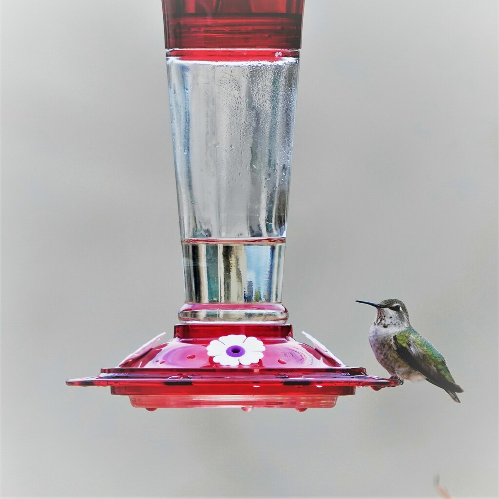 Hummingbird by sandlily