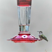 16th Jan 2023 - Hummingbird