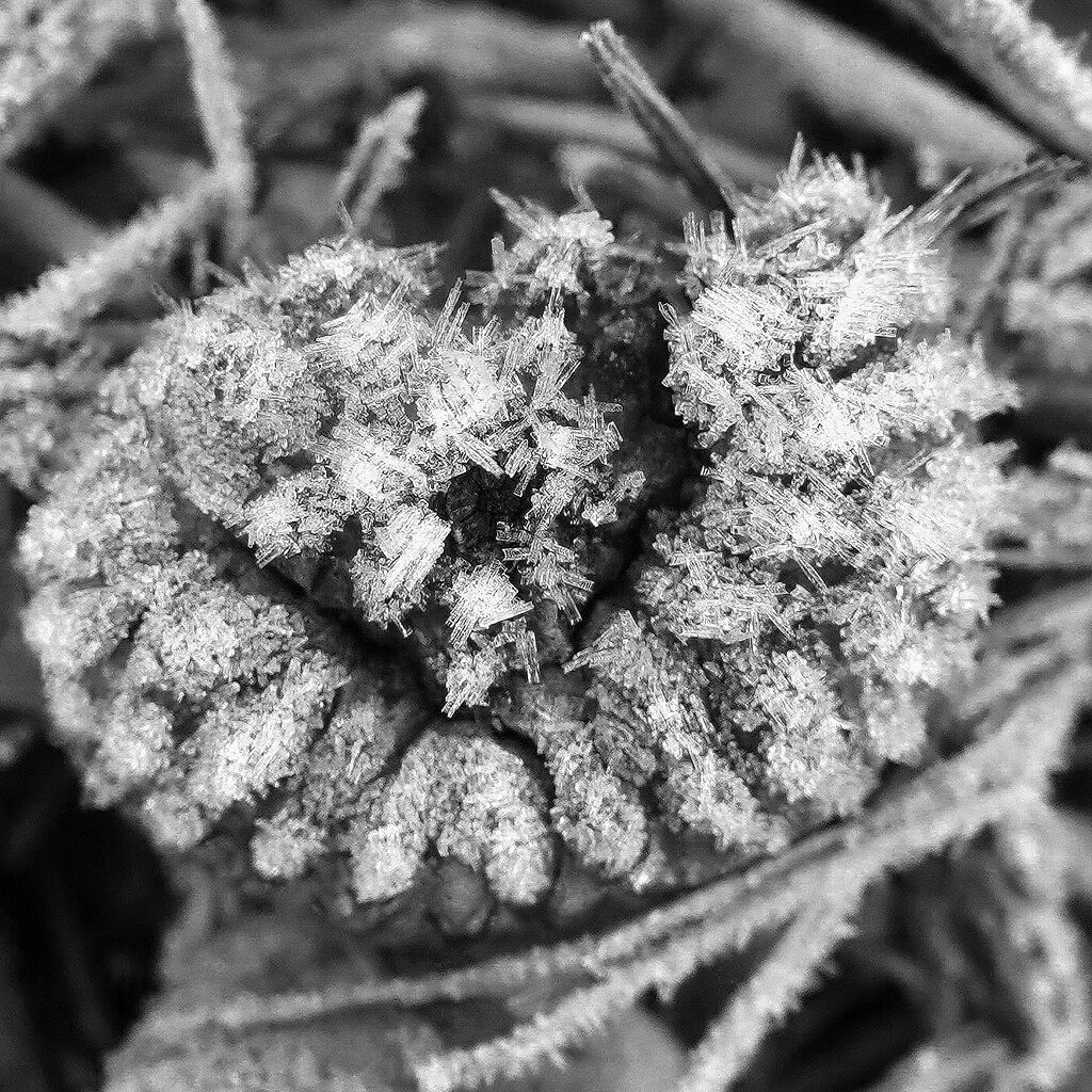 A Frosty Seed Head by milaniet