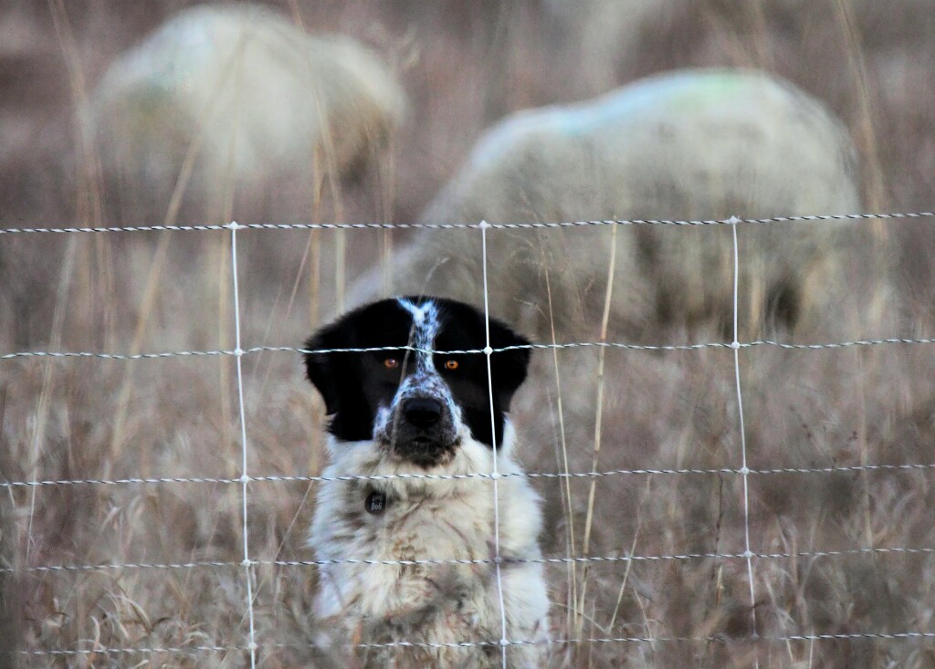 Shepherd Dog by kareenking