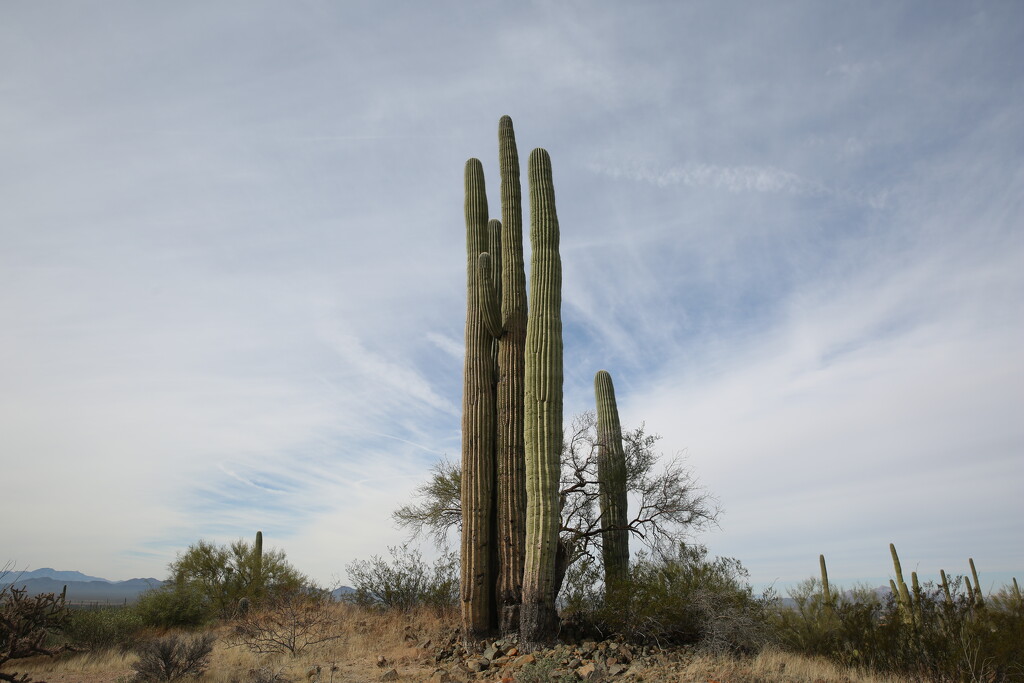 saguaro... by earthbeone