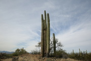 10th Jan 2023 - saguaro...