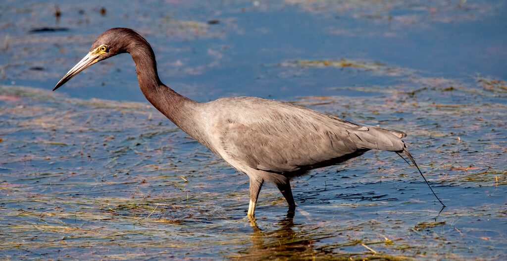 Little Blue Heron, Looking for a Snack! by rickster549
