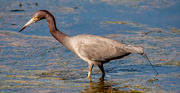 16th Jan 2023 - Little Blue Heron, Looking for a Snack!