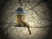 30th Jan 2011 - Finally, a bird picture