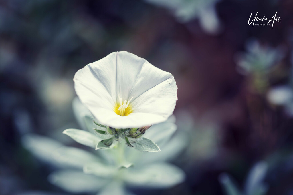 single white flower by ulla