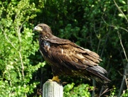 17th Jan 2023 - Juvenile Bald Eagle