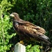 Juvenile Bald Eagle by teresa1291