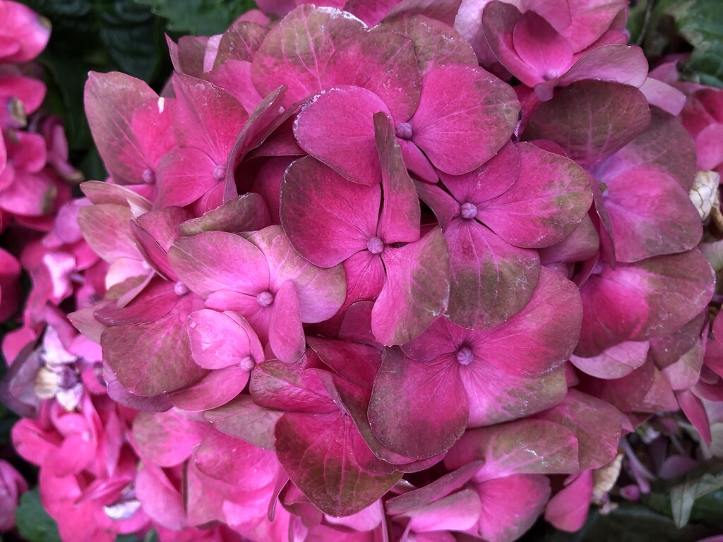 Hydrangea by loweygrace