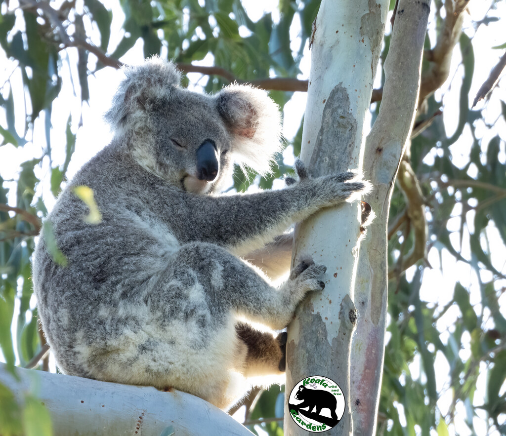 hava break by koalagardens