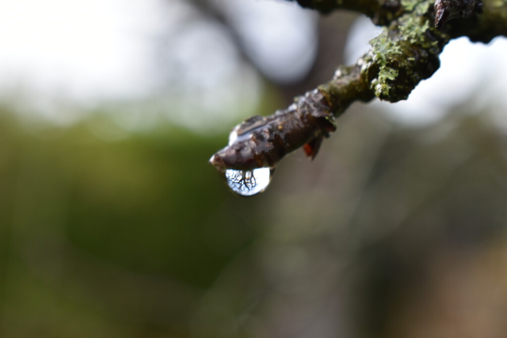 Our large cherry tree caught in a single raindrop by anitaw