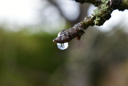 16th Jan 2023 - Our large cherry tree caught in a single raindrop