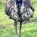 Big Bird  by rensala