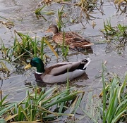 16th Jan 2023 - Two ducks