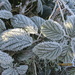 Frosty Blackberry leaves. by grace55