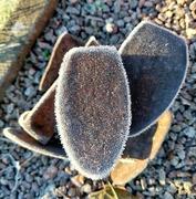 14th Jan 2023 - Old shoe lasts frozen in the garden 