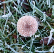 15th Jan 2023 - Frozen fungi 