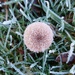 Frozen fungi  by samcat