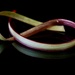 A Ribbon Of Rhubarb Skin  P1175179 by merrelyn