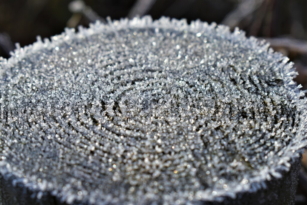 Frost emphasising the log's age circles by anitaw