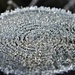 Frost emphasising the log's age circles by anitaw