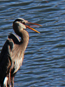 13th Jan 2023 - Jan 13 Blue Heron Close Up IMG_0196