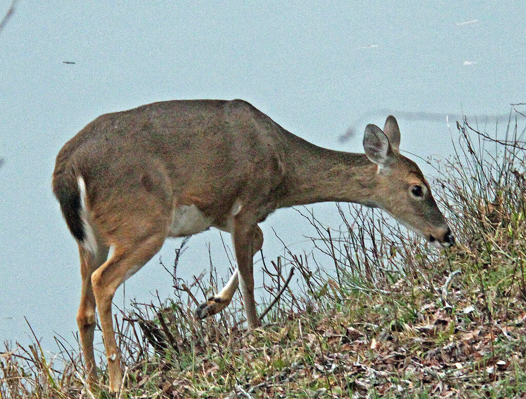 Jan 16 Deer Next To Pond IMG_0326a by georgegailmcdowellcom