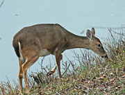 16th Jan 2023 - Jan 16 Deer Next To Pond IMG_0326a