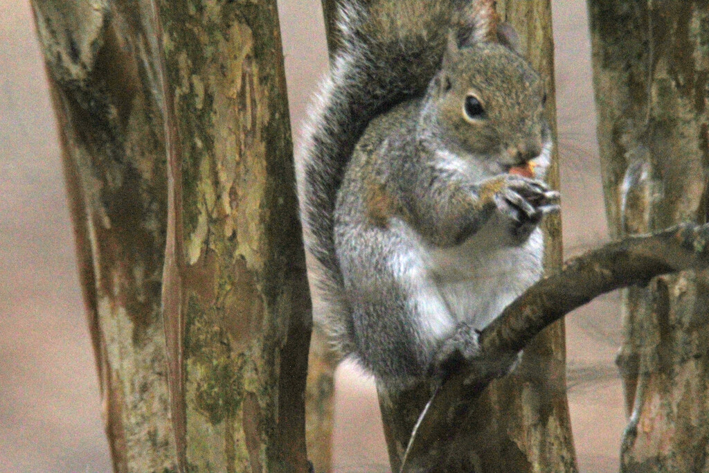 Jan 17 Squirrel Eating IMG_0348 by georgegailmcdowellcom