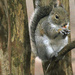 Jan 17 Squirrel Eating IMG_0348 by georgegailmcdowellcom