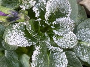 17th Jan 2023 - Frosty Leaves 