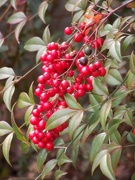 18th Jan 2023 - Nandina berries...
