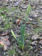 14th Jan 2023 - Daffodils in Bud