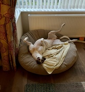 11th Jan 2023 - Sighthounds - the epitome of elegance