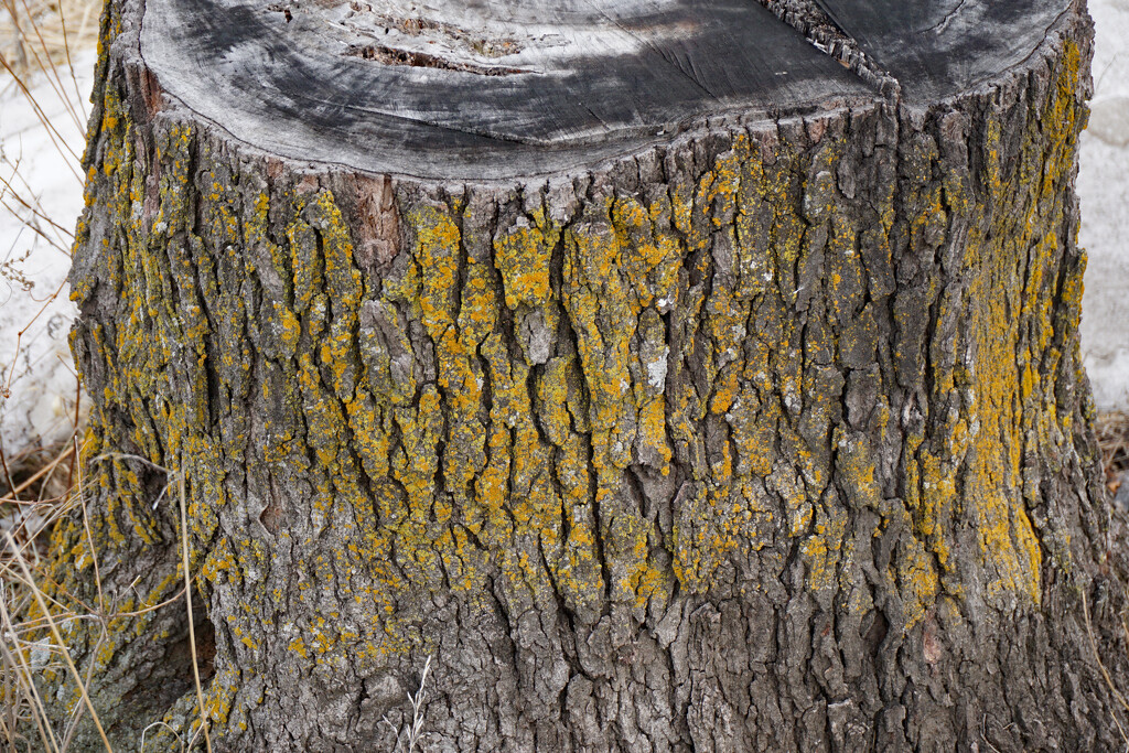 Lichen on tree stump by larrysphotos