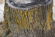 17th Jan 2023 - Lichen on tree stump