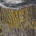 Lichen on tree stump by larrysphotos
