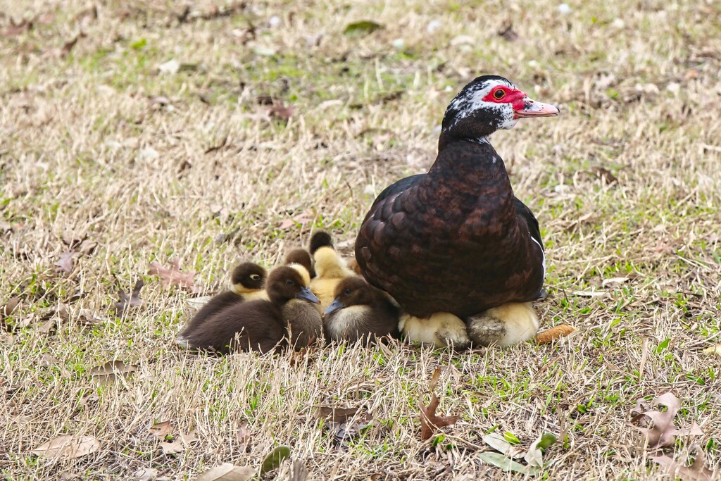 Mother & Ducklings by judyc57