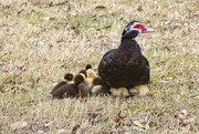 16th Jan 2023 - Mother & Ducklings