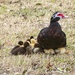 Mother & Ducklings