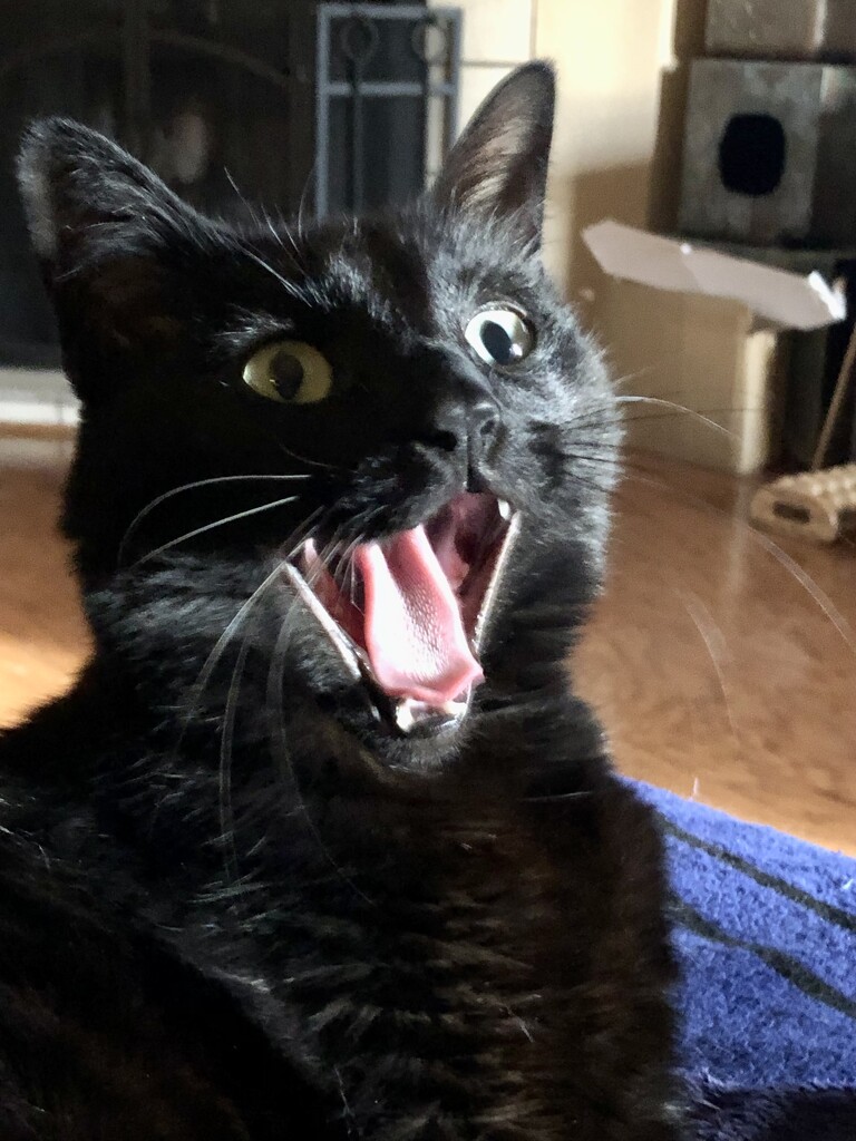Big yawn by metzpah