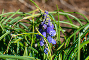 15th Jan 2023 - Grape Hyacinth...