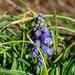 Grape Hyacinth... by thewatersphotos
